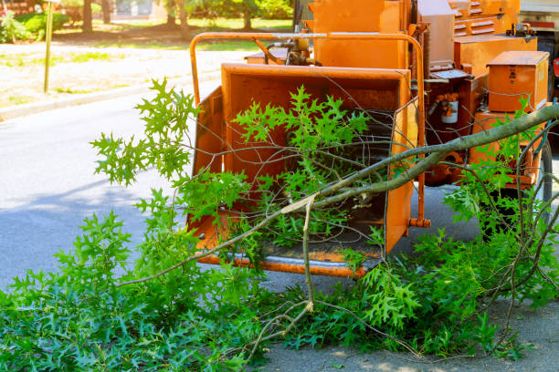 Best Aeration Services  in Rio, VA