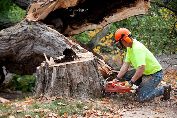  Rio, VA Tree Services Pros