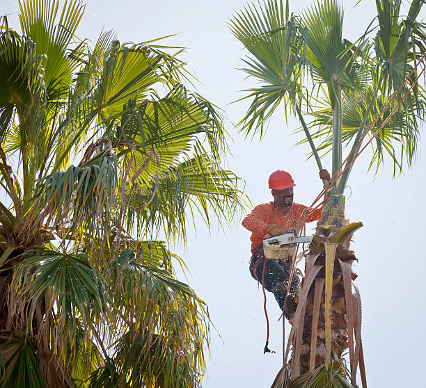 Best Tree Preservation Services  in Rio, VA