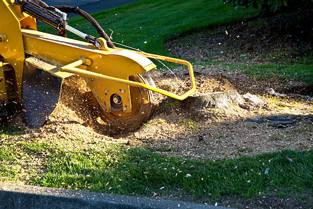 Best Emergency Tree Removal  in Rio, VA
