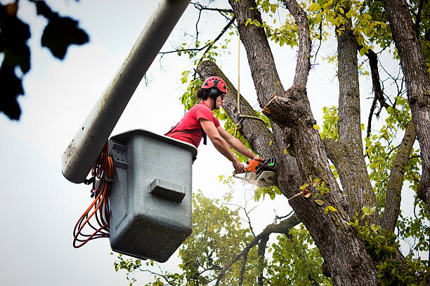 Professional Tree Services in Rio, VA